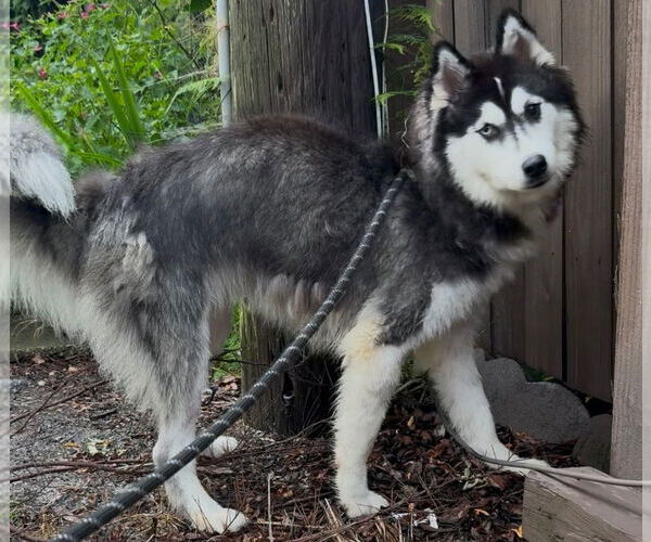 Medium Photo #4 Mutt Puppy For Sale in Sanford, FL, USA
