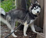 Small #3 Mutt