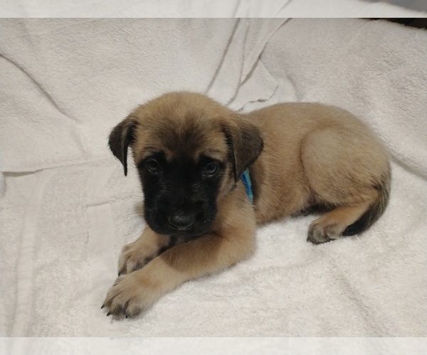 Medium Photo #2 Daniff Puppy For Sale in MARSHALL, AR, USA