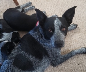 Mother of the Australian Cattle Dog puppies born on 02/07/2022