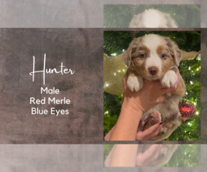 Miniature Australian Shepherd Puppy for sale in BRENHAM, TX, USA