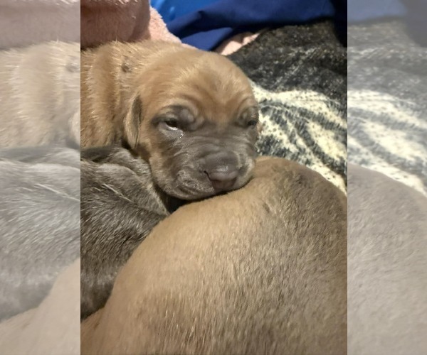 Medium Photo #2 Mutt Puppy For Sale in Binghamton, NY, USA