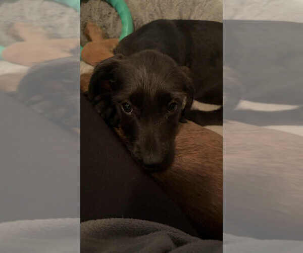 Medium Photo #4 Mutt Puppy For Sale in Aurora, IN, USA