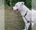 Small #3 American Pit Bull Terrier-Dalmatian Mix
