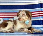 Small Photo #2 Miniature Australian Shepherd Puppy For Sale in LANCASTER, PA, USA