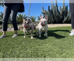 Father of the French Bulldog puppies born on 04/12/2023