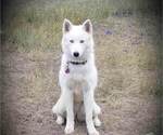 Small Photo #1 Siberian Husky Puppy For Sale in GILLETTE, WY, USA