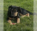 Small #1 German Shepherd Dog-Weimaraner Mix