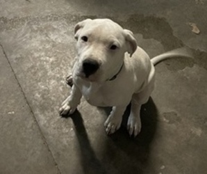 Dogo Argentino Puppy for sale in ASTATULA, FL, USA