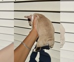 Small #11 French Bulldog