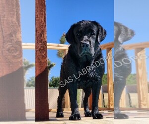 Father of the Labrador Retriever puppies born on 06/23/2025
