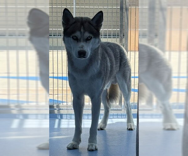 Medium Photo #1 Siberian Husky Puppy For Sale in Downey, CA, USA