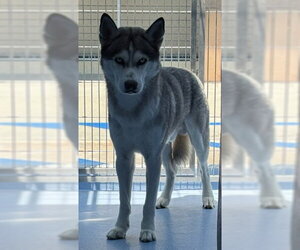 Siberian Husky Dogs for adoption in Downey, CA, USA