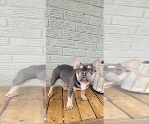 French Bulldog Puppy for sale in INDIANAPOLIS, IN, USA