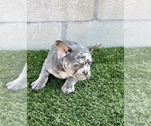 French Bulldog Puppy for sale in CHARLOTTE, NC, USA