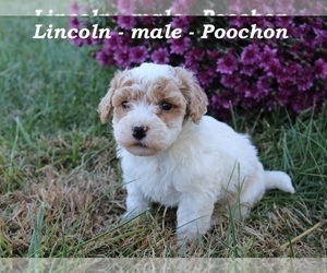 Poochon Puppy for sale in OWENTON, KY, USA