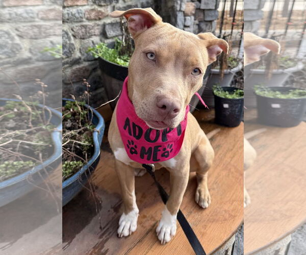 Medium Photo #6 Mutt Puppy For Sale in Decatur, GA, USA