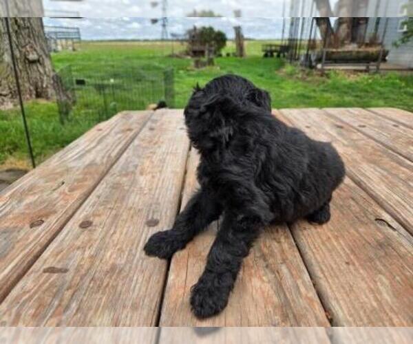 Medium Photo #6 Goldendoodle Puppy For Sale in LEON, KS, USA