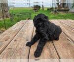 Small #5 Goldendoodle