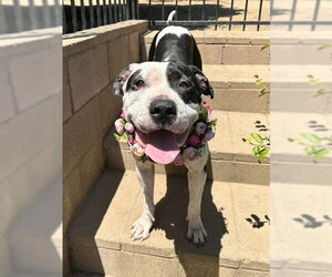 Clarabelle - Female American Pit Bull Terrier-Unknown Mix Dog for Adoption - Photo #6