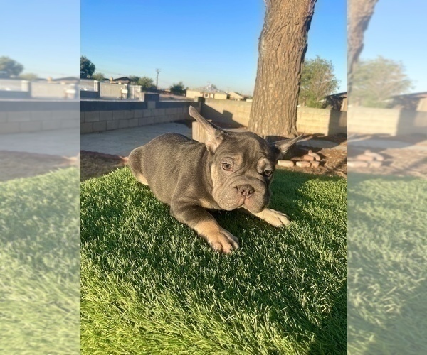 Medium Photo #34 French Bulldog Puppy For Sale in TALLAHASSEE, FL, USA