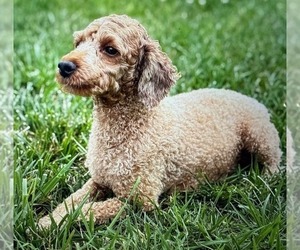 Mother of the Goldendoodle (Miniature) puppies born on 06/12/2025