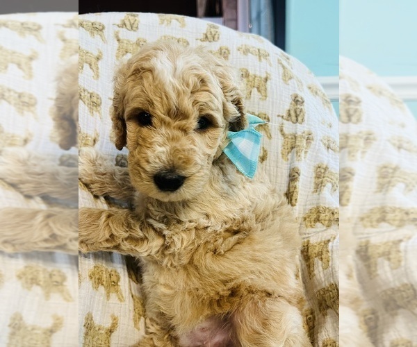 Medium Photo #2 Goldendoodle (Miniature) Puppy For Sale in SHERMAN, IL, USA