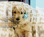 Small Photo #2 Goldendoodle (Miniature) Puppy For Sale in SHERMAN, IL, USA