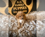 Small #1 Cavapoo (Miniature)