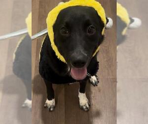 Labrador Retriever Dogs for adoption in San Antonio, TX, USA