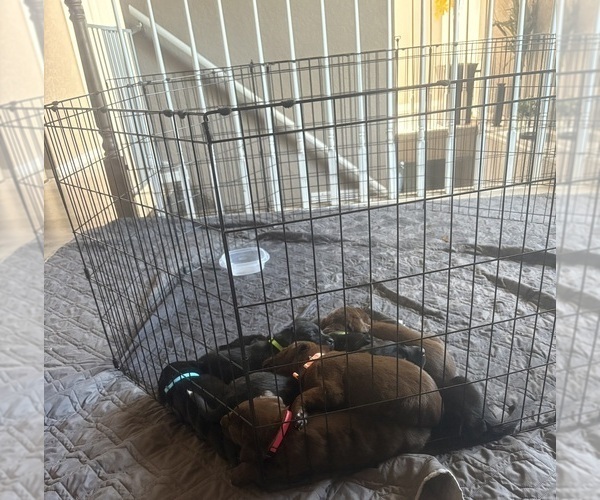 Medium Photo #8 Borador Puppy For Sale in COLORADO SPRINGS, CO, USA