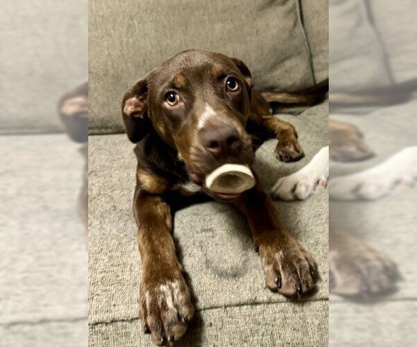 Medium Photo #10 Australian Shepherd-Unknown Mix Puppy For Sale in Wakefield, RI, USA