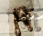 Small #9 Australian Shepherd Mix