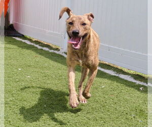 Mountain Cur-Unknown Mix Dogs for adoption in GILBERTS, IL, USA