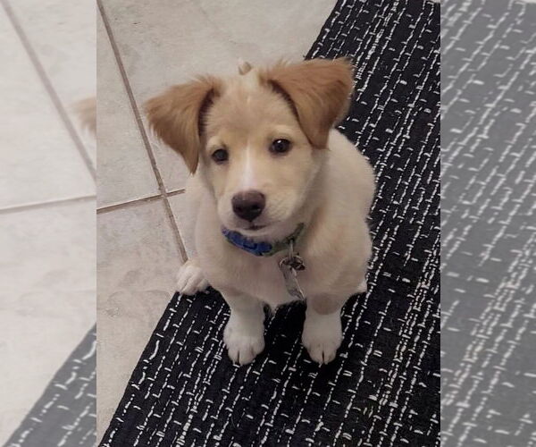 Medium Photo #2 Border Collie-Collie Mix Puppy For Sale in Sanford, FL, USA