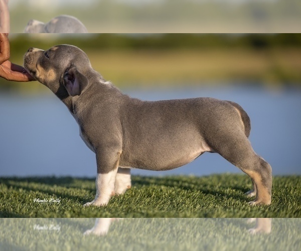 Medium Photo #7 American Bully Puppy For Sale in ARLINGTON, TX, USA