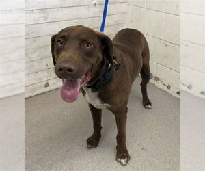 Labrador Retriever Dogs for adoption in San Bernardino, CA, USA