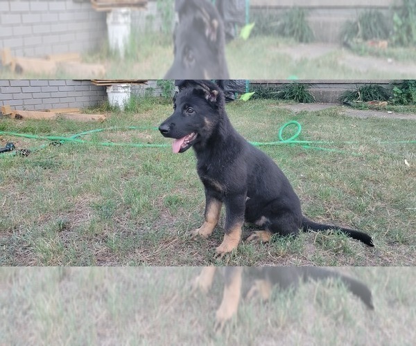 Medium Photo #2 German Shepherd Dog Puppy For Sale in VAN BUREN, AR, USA