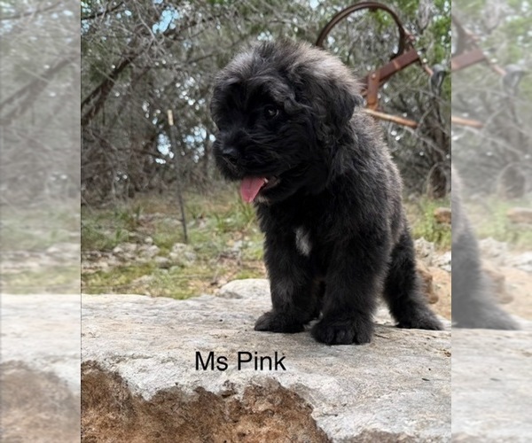 Medium Photo #2 Bouvier Des Flandres Puppy For Sale in BLANCO, TX, USA