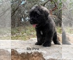 Small #1 Bouvier Des Flandres