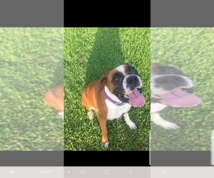 Mother of the Boxer puppies born on 03/08/2019