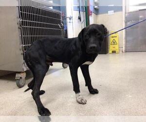 American Pit Bull Terrier-Labrador Retriever Mix Dogs for adoption in Riverside, CA, USA