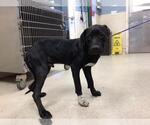 Small American Pit Bull Terrier-Labrador Retriever Mix