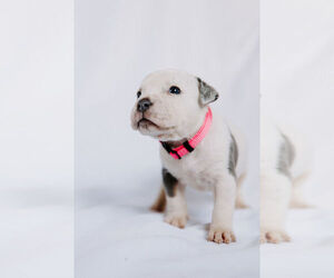 American Bully Puppy for sale in WINNABOW, NC, USA