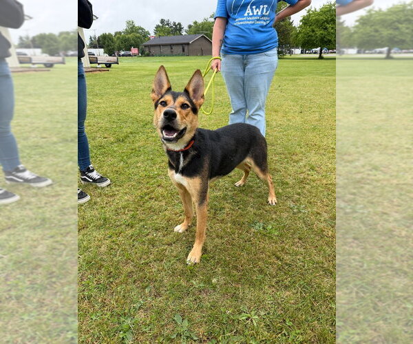 Medium Photo #8 German Shepherd Dog Puppy For Sale in Pierceton , IN, USA