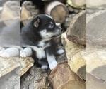 Puppy Frank Alaskan Klee Kai-Pomsky Mix