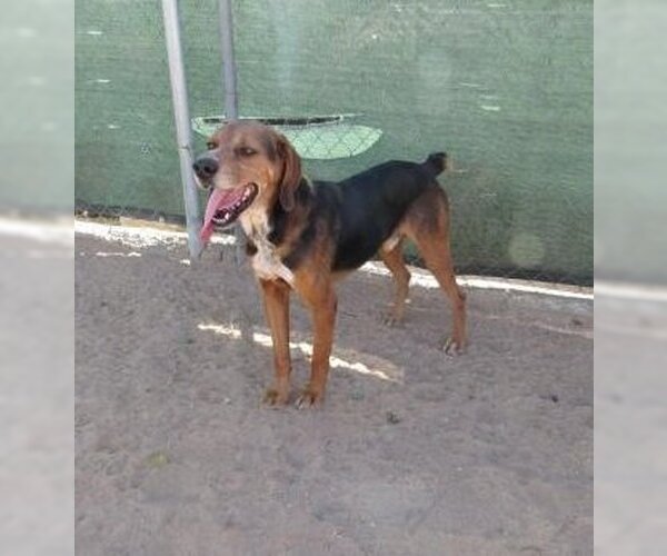 Medium Photo #5 Coonhound-Treeing Walker Coonhound Mix Puppy For Sale in Apple Valley, CA, USA