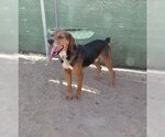 Small #4 Coonhound-Treeing Walker Coonhound Mix