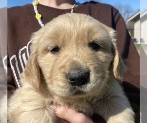 Golden Retriever Puppy for sale in MADERA, CA, USA