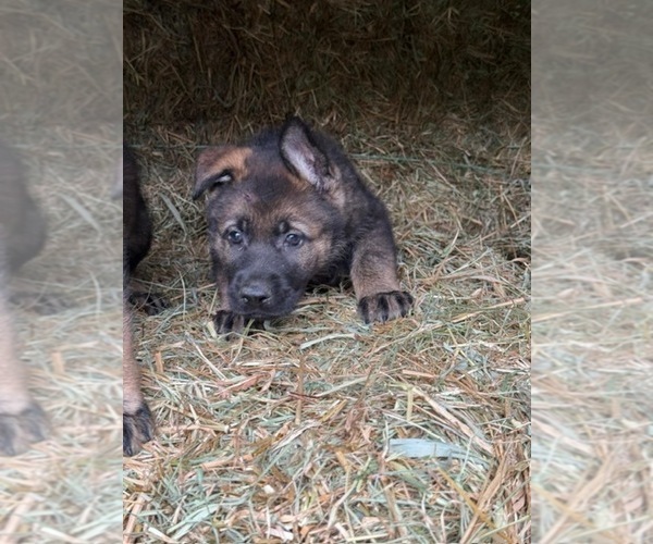 Medium Photo #9 German Shepherd Dog Puppy For Sale in MONROE, NY, USA